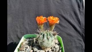 Acanthocalycium variiflorum