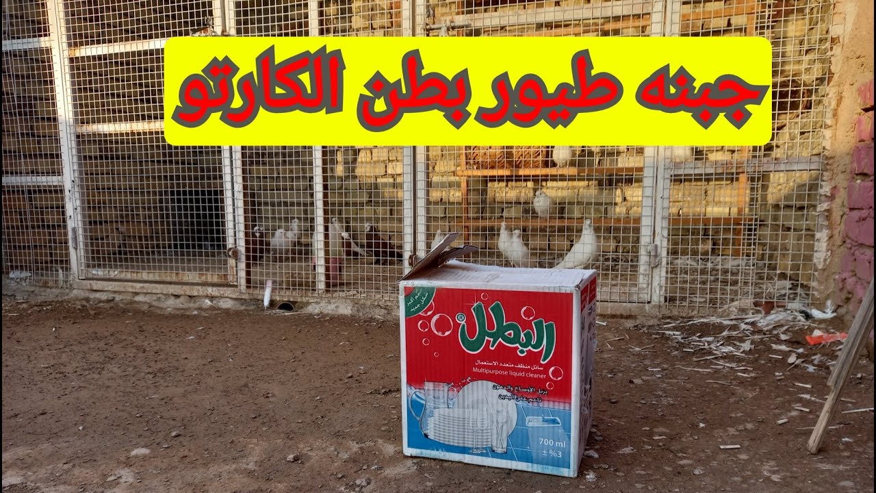 جبنه طيور جدد حمر حفاي وراح نرجع نرهم ونطلع فرخات ترهيم الحمر