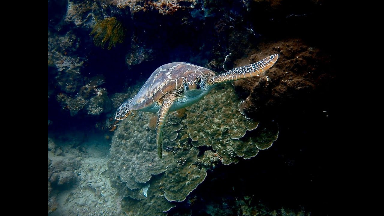 архипелаг тюлений растительность казахстан каспий. лагуна погибших кораблей чуук. Thistlegorm в красном море. Are found in the sea. гераклион под водой.