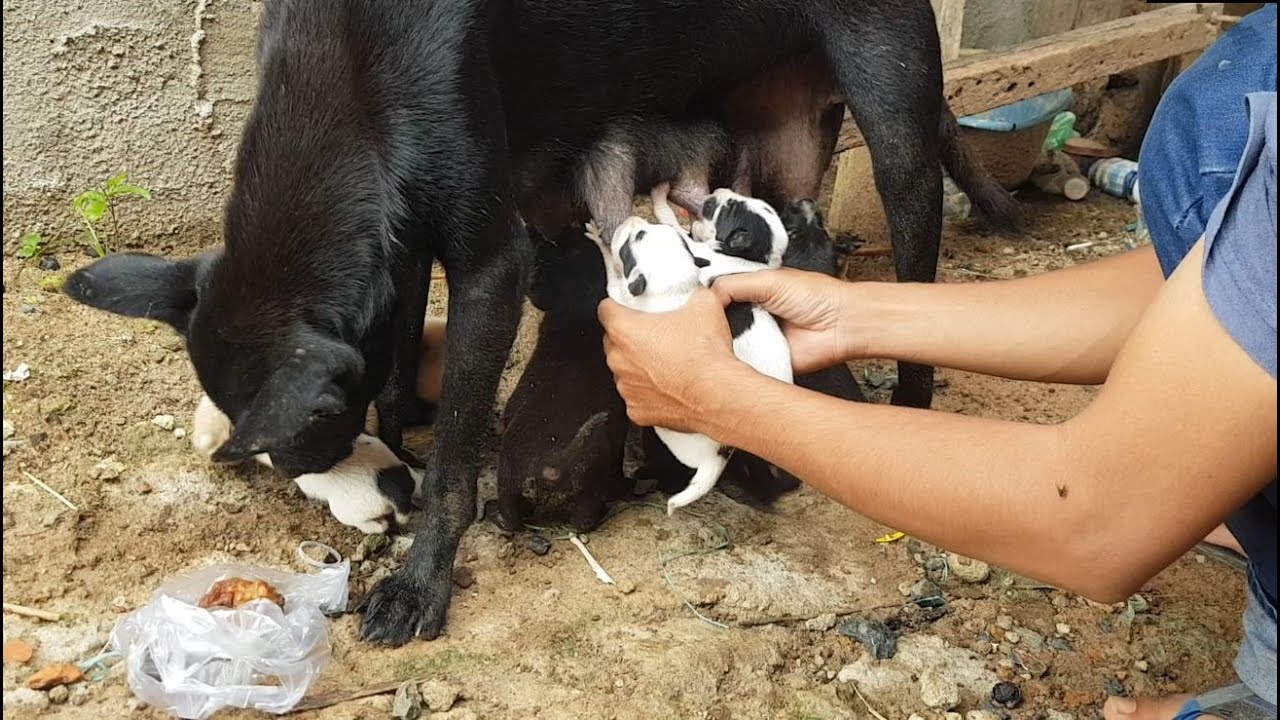 Help to save hungry puppies to drink milk mom dog