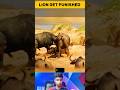 Lion Attacks Buffalo Calf, Parents Chase It Away