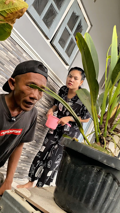 WHILE WATERING THE PLANTS, BELA WAS SURPRISED BY A PUCUK SNAKE!! #shortsfeed #shortvideo #snake