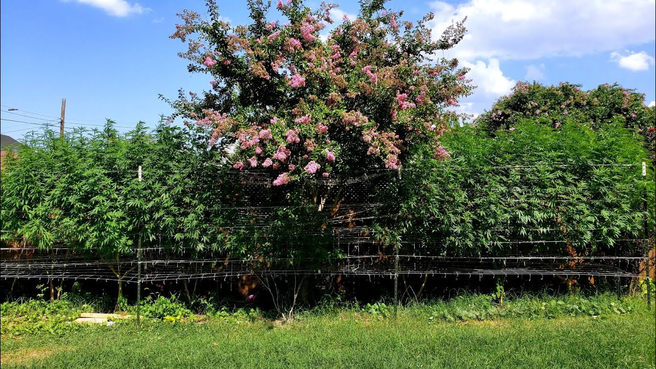 2022 Outdoor Cannabis Garden Tour | Garden Update [#10] - August 2