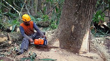 daily work cutting tamarind trees made of solid table - with a stihl chainsaw