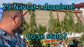 29. Návrat z dovolené - chudáci papriky a rajčata 29. Návrat z dovolené - chudáci papriky a rajčata