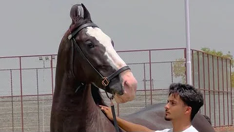 Champion-Khalifa (Multiple show winner) Jagpreet S...