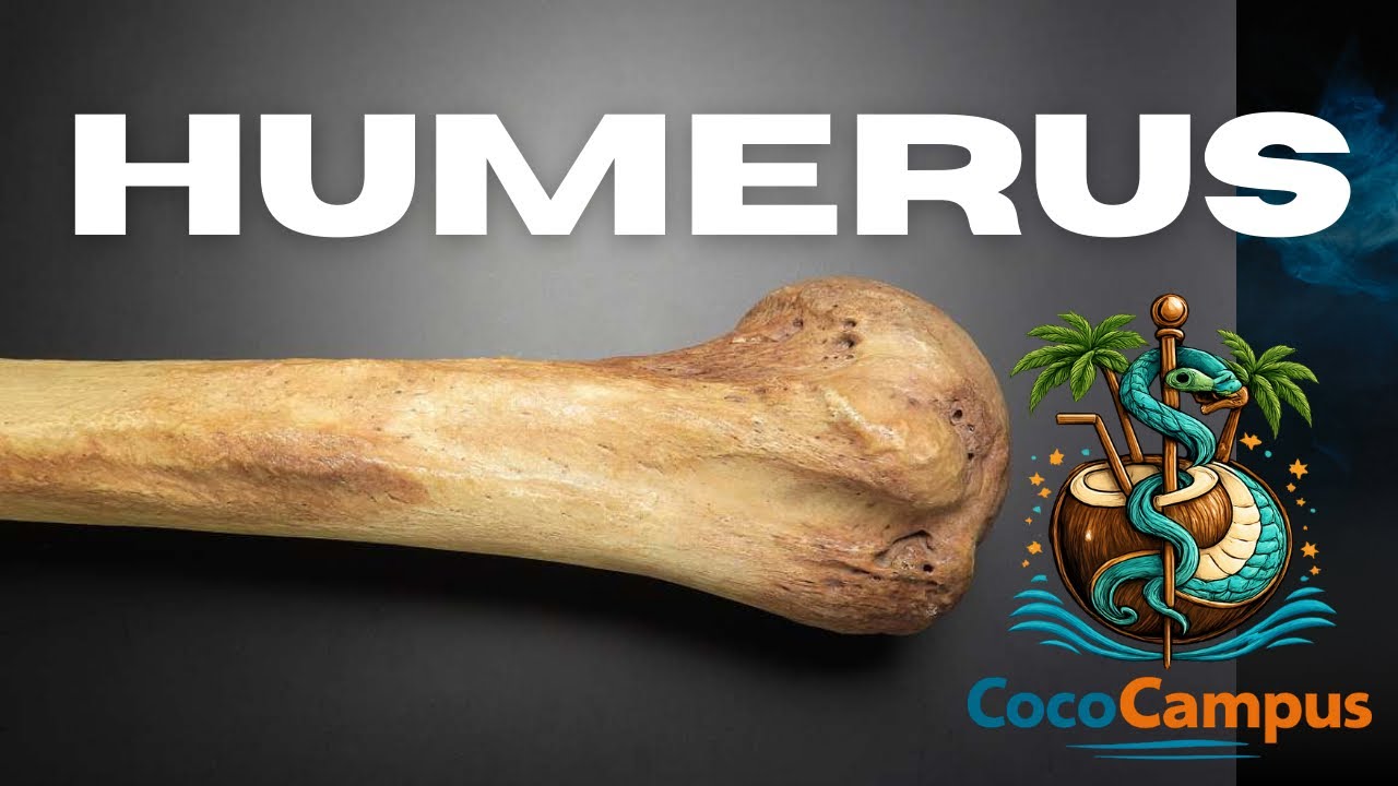 Humerus Anatomy: Landmarks, Muscle Attachments & Clinical Correlations