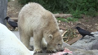 Zoobesucher helfen Krähen zu erforschen I Tiergarten Schönbrunn