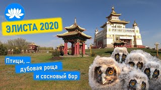 Птицы Элисты 2020: урбо-орнитологическая зарисовка...