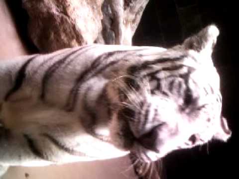 Playful white tiger at omaha zoo.