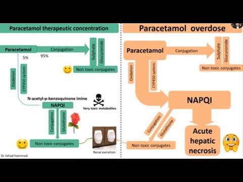 acetaminophen and alcohol metabolism