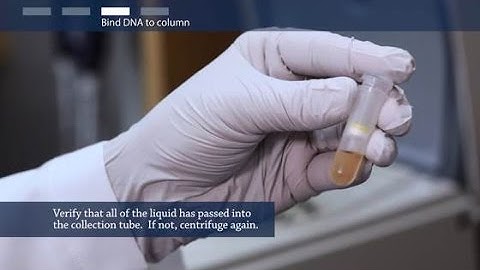 Stool DNA Extraction Guide | Microbial & Host DNA Purification