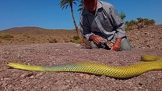 يا ربي السلامه ظهور ثعبان اصفر في المغرب اصطاده العساوي ابراهيم