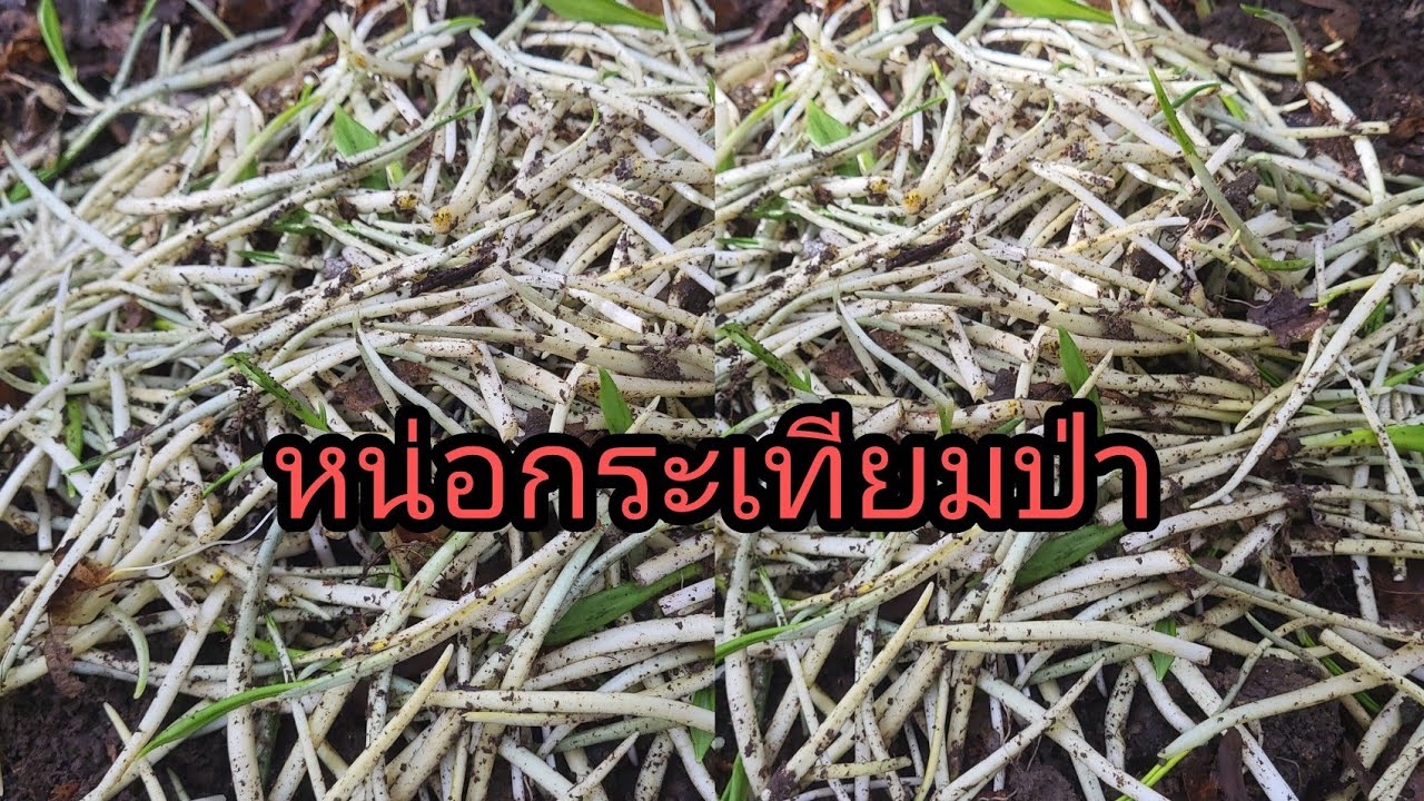 เก็บกระเทียมป่าขึ้นเยอะมากหน่ออ่อนๆขาวๆสวยๆ-Bärlauch in Germany 