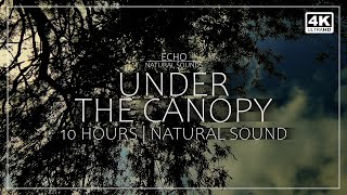Under the Canopy — 10 Hours of Birdsong & Soft Wind for Deep Sleep, Relaxation & Meditation