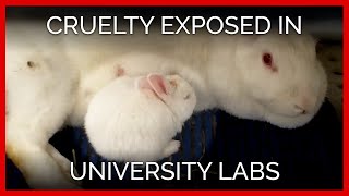 Rabbits Mutilated, Monkeys Driven Mad in University Labs