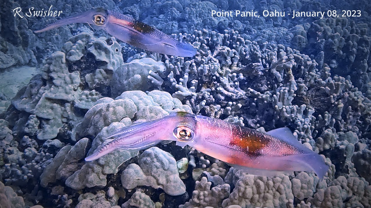 Rob Swisher ~ Oahu Hawaii, Scuba Diver — OceanEarthGreen