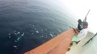 Shogun Sportfishing - Jake s 40 LB Bluefin