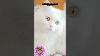 This Cat Love Song Will Touch Your Heart #gatos #gatosdomésticos #gatofofo #cat #emocional #cats screenshot 1