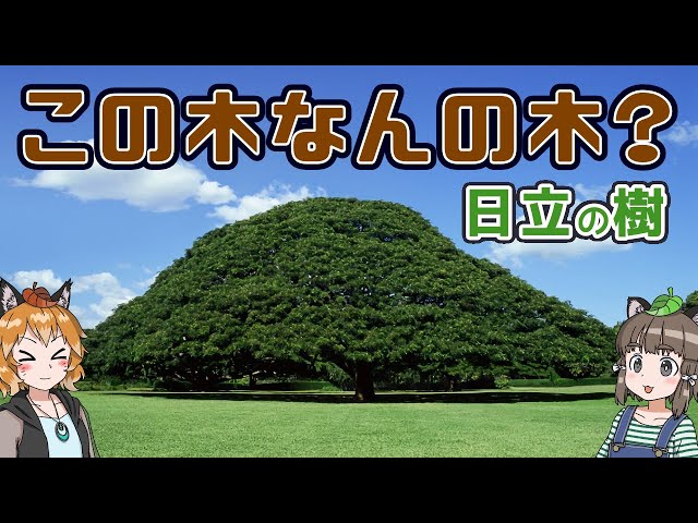 この木なんの木② 日立のCM「この木なんの木♪」で有名なハワイのモンキーポッド