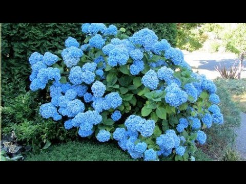 Video: Гидранже бадалынын түсүн өзгөртүү: Hydrangea түсүн кантип өзгөртүү керек