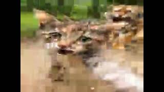 Cat.run.avi