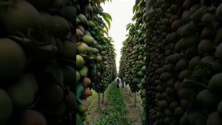 Beautiful Nature Wonderful Fruit 126