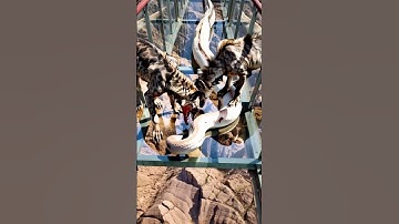 The hyena has smelled its prey, which is a python  #youtubeshorts #bigpython #animals #pythonsnake