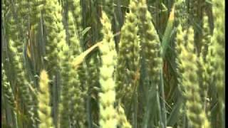 ШЕПЕЛЬ Конфлікт у Мирогощі