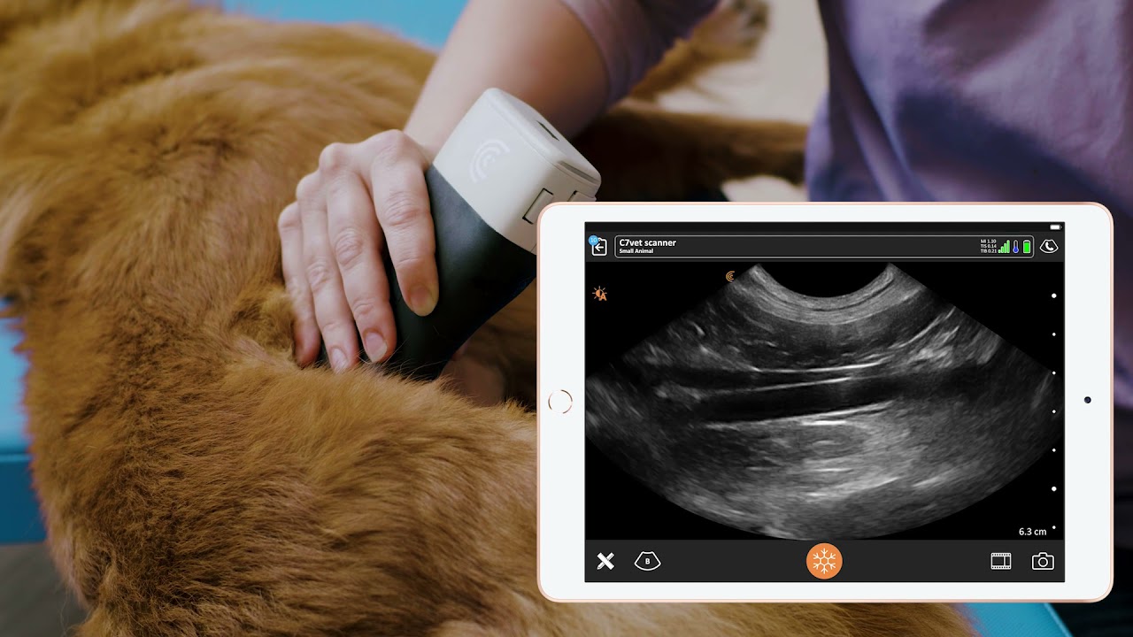 Ultrasound Technique for Canine Adrenal