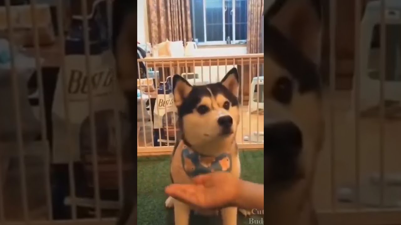 Smart dog understands everything 