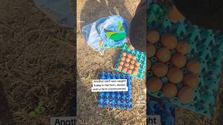 Poultry Farming: Major challenges with workers