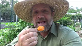 COVID habanero by gregpryorhomestead 1,792 views 1 year ago 1 minute, 28 seconds
