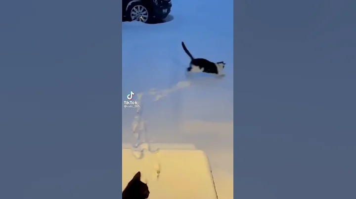 Веселые коты / Смешные котики / Коты приколы / Смешные коты