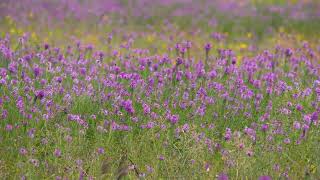 Stock Video - Field of colorful flowers blowing in slow motion