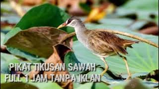 suara pikat gacor tikusan sawah. full 1 jam tanpa iklan.