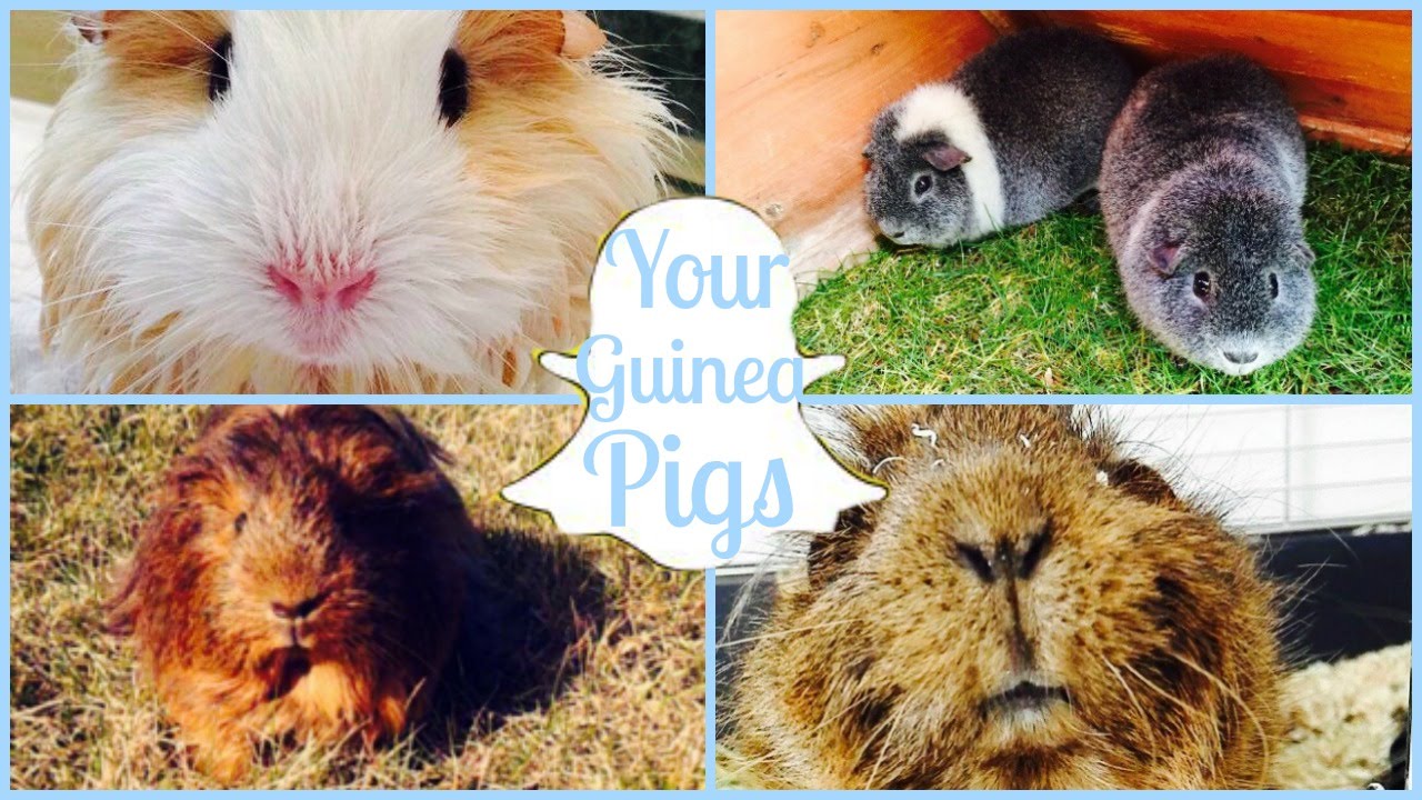 popcorning prank Your Snapchats - Your Guinea Pigs PART 3