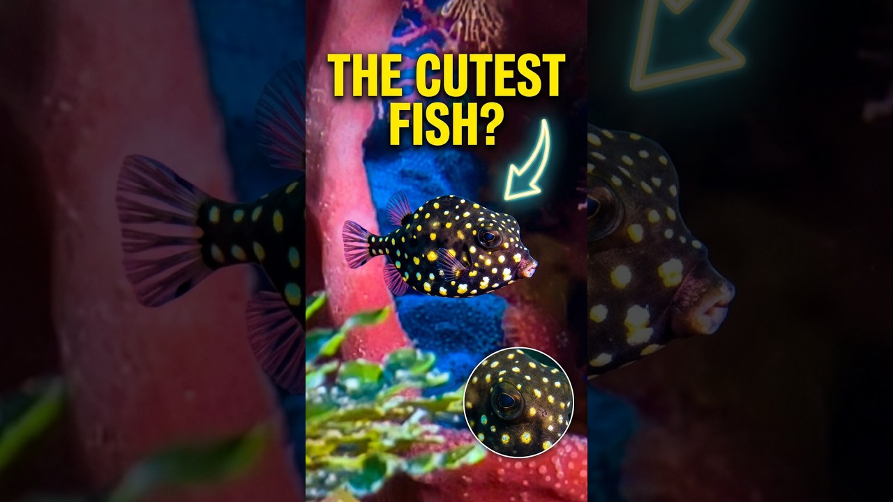 Is This The Cutest Juvenile Fish In The Ocean? #shorts #scubadiving #ocean