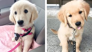 🥰 Golden Puppies's Funny And Cute Actions Make Your Heart Flutter 🐶| Cute Puppies by Cutest Puppies City 432 views 10 days ago 9 minutes, 52 seconds