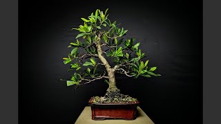 Bonsai Styling: Japanese Blueberry - Year Two Blueberry Japanese Tree