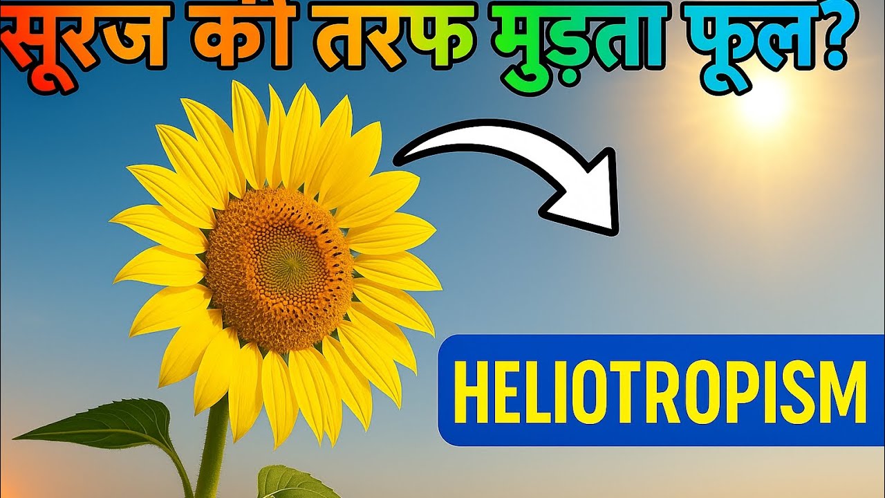 Sun ki taraf jhukte paudhe ll Heliotropism Science Simple words mein. 