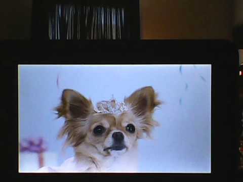 Opening To The Muppets 2012 DVD YouTube - 480x360 - jpeg The Muppets Dvd 2012