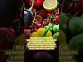 Alimentos mais ricos em vitamina C para defesas fortes e pele saudável