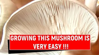 Oyster mushroom with cake mold