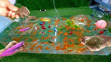 Hồ cá sân bóng cho cá lia thia, cá betta, cá rồng, cá bảy màu, cá vàng tuyệt đẹp