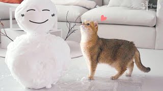 What if you gave a snowman to a cat? by 그루밍데이 고양이cat vlog 16,058 views 3 months ago 5 minutes, 18 seconds