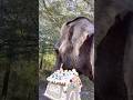 Can Elephants Eat Gingerbread Houses? #goodtoknow #vet #medicine #educational #funfacts #lifehacks