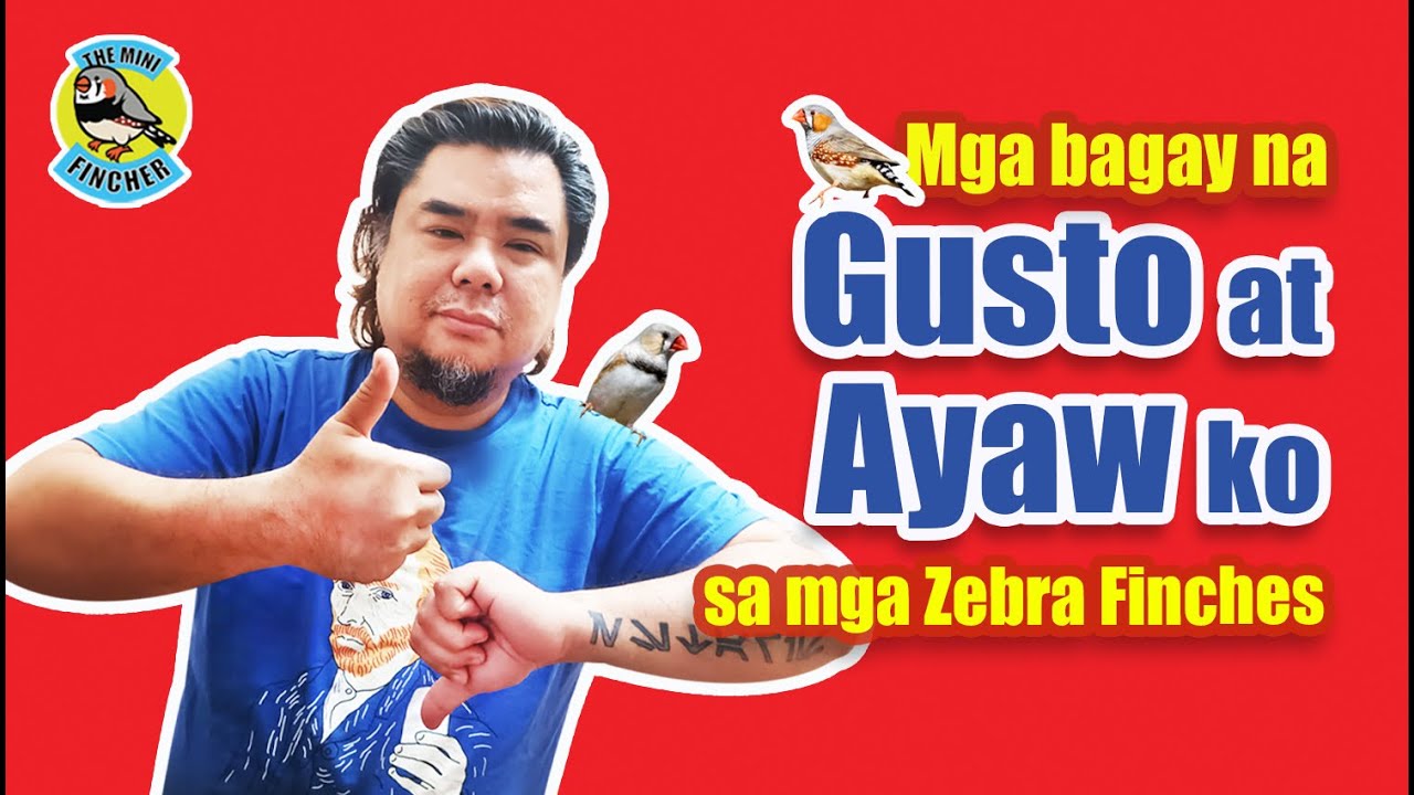 Ep.54: What I love and hate about Zebra finches (with English subs)