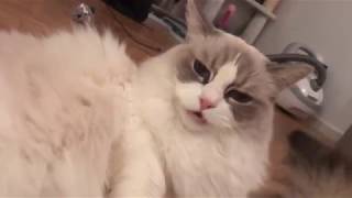 Cat cleaning another cat - Funny ending! by iamlycimnia 473 views 6 years ago 19 seconds