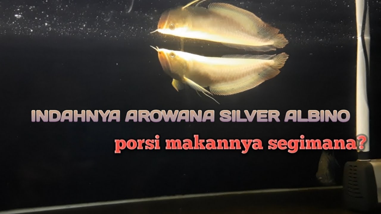 Cara merawat ikan arowana silver albino